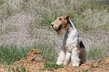 FOX TERRIER 362